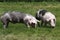 Young duroc pigs on the meadow at animal farm summertime