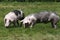 Young duroc pigs on the meadow at animal farm summertime