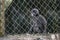 Young Dusky Langur look like monkey sitting in the cage