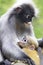 The young dusky langur sucking up milk from mother