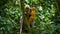 Young dusky leaf monkey Trachypithecus obscurus on tree at Kaeng Krachan National Park, Thailand.