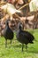 Young Dusky Moorhen birds in black walking on green grass near l