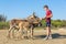 Young dutch man feeding group of donkeys