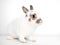 A young Dwarf pet rabbit on a white background