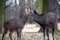 Young Dybowskii Deer Couple in the Forest Winter