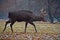 Young Dybowskii Deer in the Forest Winter Time