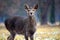 Young Dybowskii Female Deer in the Forest Winter