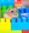 Young dzungarian hamster in the colorful toy cubs