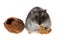 Young dzungarian hamster and walnut