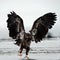 Young Eagle ( Haliaeetus leucocephalus) landed