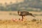 A young eagle hawk