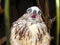 Young eagle with open beak