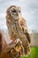 Young eagle-owl portrait