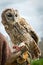 Young eagle-owl portrait