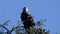 Young eagle sitting in top of pine tree