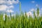 Young ears of grain against a blue sky