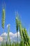 Young ears of grain against a blue sky