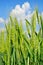 Young Ears of wheat against the blue sky. Agricultural plants at maturity and harvest