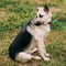 Young East European Shepherd dog sitting in green