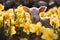 Young Easter lamb between yellow Daffodil spring flowers