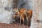 Young Eastern Bongos - Tragelaphus eurycerus - an herbivorous nocturnal forest Ungulate with Striking Reddish-brown Coat and