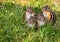 Young Eastern Chipmunk family of four in green grass