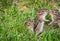 Young Eastern Chipmunk family of four in green grass