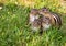 Young Eastern Chipmunk family of four in green grass