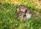 Young Eastern Chipmunk Trio in green grass