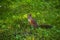 Young Eastern Fox squirrel in the garden. Red . eats on a grass meadow. Small ginger in park. Close-up lawn. sitting .