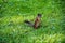 Young Eastern Fox squirrel in the garden. Red . eats on a grass meadow. Small ginger in park. Close-up lawn. sitting .