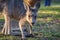 Young Eastern grey kangaroo portrait,