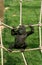 YOUNG EASTERN LOWLAND GORILLA gorilla gorilla graueri, JERSEY ZOO