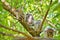 Young Eastern Screech Owls - Owlets