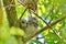 Young Eastern Screech Owls - Owlets