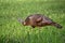 Young Eastern Wild Turkey Hen