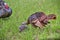 Young Eastern Wild Turkey Hen