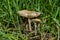 Young edible Clove mushrooms or Fairy Ring mushrooms Latin: Marasmius oreades in grass, closeup. Soft focus