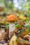 A young Edible Forest Mushroom orange-cap Boletus Leccinum aurantiacum In the Autumn Forest, Front View Closeup.