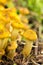 Young Edible Forest Mushrooms honey agaric In Autumn Forest