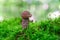 A young edible mushroom leccinum scabrum grows in the forest among mosses