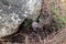 A young edible mushroom - Row earthy gray - mouse - Tricholoma terreum makes their way through a layer of grass and needles in a