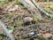 A young edible mushroom - Row earthy gray - mouse - Tricholoma terreum makes their way through a layer of grass and needles in a