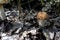 Young edible mushrooms with the Latin name Leccinum scabrum, macro, narrow focus zone