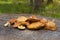 Young Edible Mushrooms Suillus Luteus