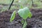 Young eggplant seedling just planted in the soil