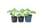 Young eggplant tree growing in black plastic pot on white background isolated and clipping path. Idea plant for summer garden,