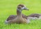 Young egyptian geese, alopochen aegyptiacus, resting, Heidelberg, Germany