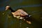 A young Egyptian geese a pond