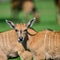 Young Eland Antelope animal Taurotragus Oryx in Summer